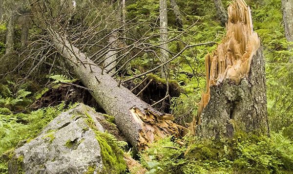 Fallen Tree